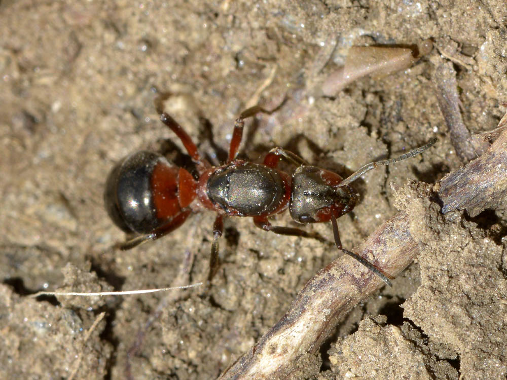 Formica francese: regina di Formica polyctena